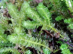 Schistochila nobilis