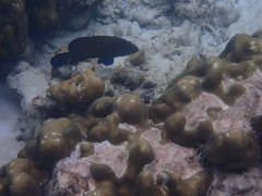 Cephalopholis formosa