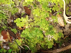 Trichocolea mollissima