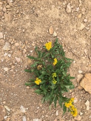 Solidago multiradiata scopulorum