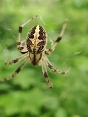 Neoscona theisi