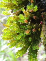 Cladomnion ericoides