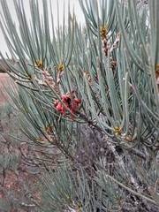 Melaleuca tuberosa