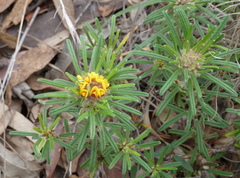 Pultenaea petiolaris