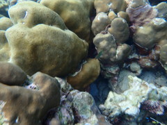 Halichoeres chrysotaenia