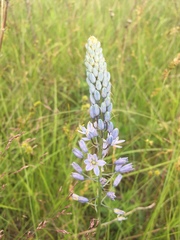 Camassia angusta
