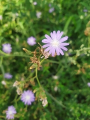 Lactuca tatarica