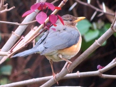 Turdus pelios