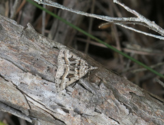 Dichromodes longidens
