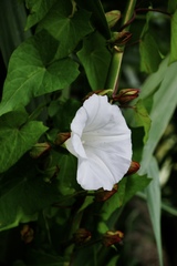 Calystegia sepium