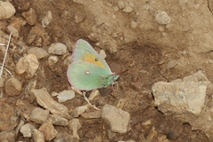 Colias meadii