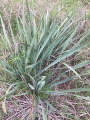 Yucca arkansana