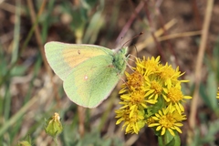 Colias meadii