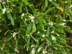 Westringia fruticosa