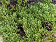 Westringia fruticosa