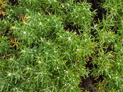 Westringia fruticosa