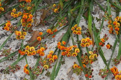 Daviesia alata