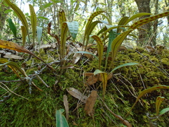 Pleopeltis polylepis