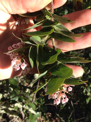 Arctostaphylos pallida