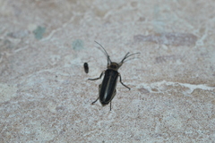 Pseudozonitis labialis