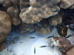 Neopomacentrus sororius