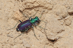 Cicindela splendida