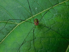 Leiobunum viridorsum