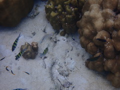 Halichoeres scapularis