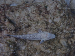 Parapercis hexophtalma