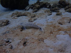 Parapercis hexophtalma