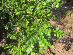 Vachellia choriophylla