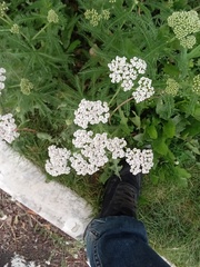 Achillea millefolium
