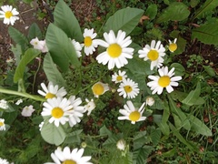 Achillea millefolium