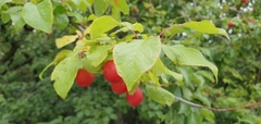 Prunus cerasifera