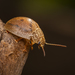 Dotted Paropsine Leaf Beetle - Photo (c) Kelly, some rights reserved (CC BY-NC), uploaded by Kelly