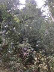 Cupressus nootkatensis