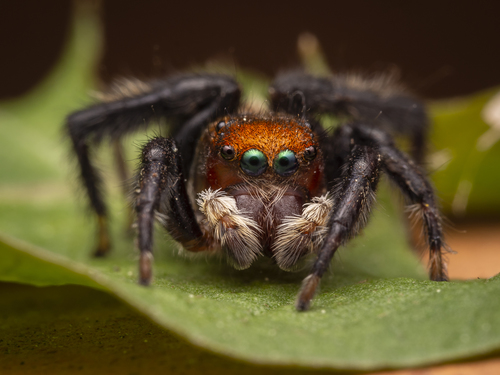 White Banded House Jumper