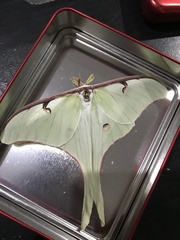 Actias truncatipennis