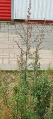 Artemisia vulgaris