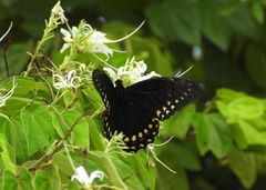 Papilio menatius victorinus