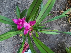 Curcuma aromatica
