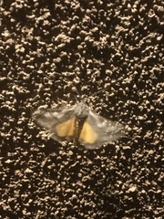 Euscirrhopterus gloveri