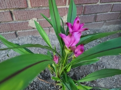Curcuma aromatica