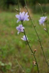 Cichorium intybus
