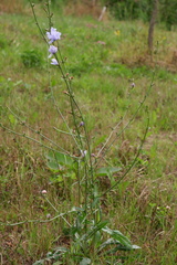 Cichorium intybus