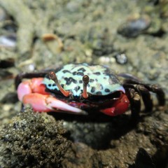 Gelasimus tetragonon