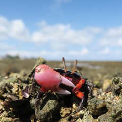 Gelasimus tetragonon