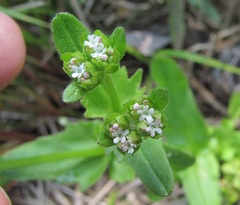 Valerianella radiata