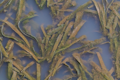 Vallisneria australis