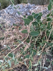 Lonicera interrupta